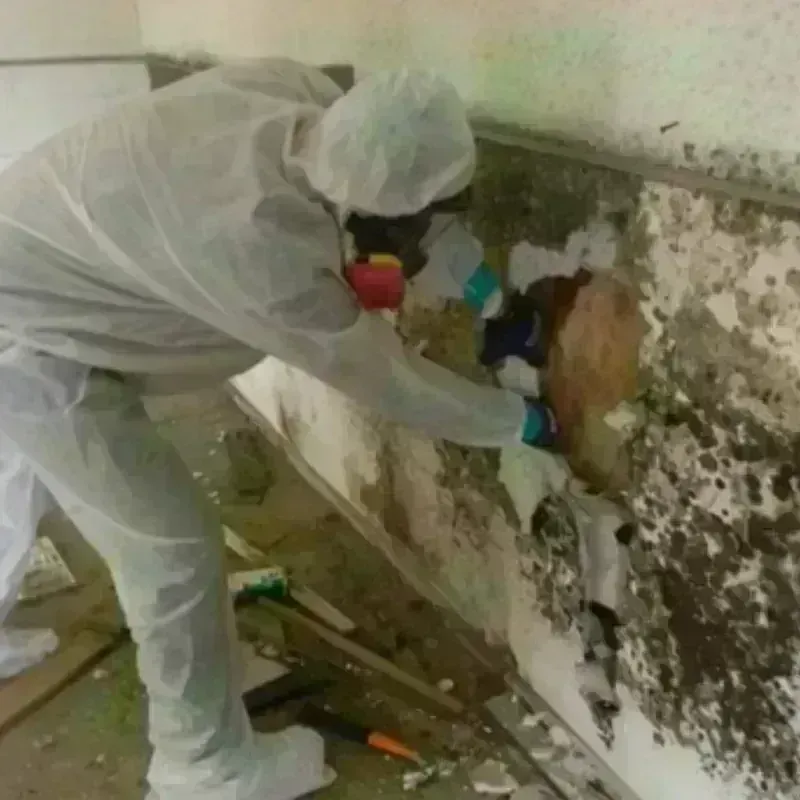 Mold Remediation and Removal in Phoenix, AZ